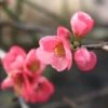 Cognassier Du Japon Pink Lady - Chaenomeles Superba -MAO PLANTES Magasin chaenomeles superba pink lady 7966 2