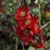 Cognassier Du Japon - Chaenomeles X Superba Elly Mossel -MAO PLANTES Magasin chaenomeles x superba elly mossel 100442 1