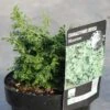 Cyprès Hinoki Du Japon - Chamaecyparis Obtusa Maureen -MAO PLANTES Magasin chamaecyparis obtusa maureen en pot de 2l 3l 1000762 3