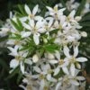 Choisya White Dazzler - Oranger Du Mexique Nain 2 Choisya White Dazzler - Oranger Du Mexique Nain -MAO PLANTES Magasin choisya ternata white dazzler 781509 1
