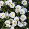 Ciste Du Portugal - Cistus X Lusitanicus Decumbens 2 Ciste Du Portugal - Cistus X Lusitanicus Decumbens -MAO PLANTES Magasin cistus x lusitanicus decumbens 100305 1