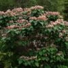 Arbre De La Chance - Clerodendrum Trichotomum, Clérodendron -MAO PLANTES Magasin clerodendrum trichotomum clerodendron 9559 1 1
