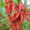 Clianthus Puniceus Kaka King - Pince De Homard -MAO PLANTES Magasin clianthus puniceus kaka king 85290 1