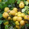 Cognassier Du Japon Cido - Chaenomeles Japonica -MAO PLANTES Magasin cognassier cido 85480 fr