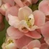Cognassier Du Japon Falconnet Charlet - Chaenomeles Speciosa -MAO PLANTES Magasin cognassier du japon falconnet charlet 7560 1