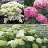 Collection 3 Hortensias Arbustifs -MAO PLANTES Magasin collection 3 hortensias arbustifs 67770 1