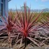 Cordyline Charlie Boy® -MAO PLANTES Magasin cordyline charlie boy 85726 1