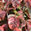 Cornus Florida Rainbow - Cornouiller De Floride Panaché -MAO PLANTES Magasin cornus 20florida rainbow 9522 1