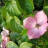 Cornus Kousa Heart Throb - Cornouiller Du Japon -MAO PLANTES Magasin cornus kousa heart throb 100463 1