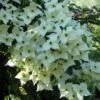 Cornus Kousa Milky Way- Cornouiller Du Japon Blanc -MAO PLANTES Magasin cornus kousa milky way 781212 1 2