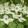 Cornus Kousa Robert's Select - Cornouiller Du Japon -MAO PLANTES Magasin cornus kousa robert s select 100465 1