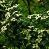 Cornus Kousa Wieting's Select - Cornouiller Du Japon 1 Cornus Kousa Wieting's Select - Cornouiller Du Japon -MAO PLANTES Magasin cornus kousa wieting s select 100467 1