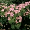 Cornus Kousa Satomi - Cornouiller Du Japon Rose -MAO PLANTES Magasin cornus ou cornouiller kousa satomi 781320 4