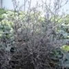 Corokia Cotoneaster -MAO PLANTES Magasin corokia cotoneaster 7804 1