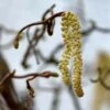 Noisetier Tortueux - Corylus Avellana Contorta -MAO PLANTES Magasin corylus avellana contorta ld AthenasPix 7577 1