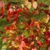 Cotinus Coggygria Flame - Arbre à Perruque -MAO PLANTES Magasin cotinus coggygria flame 100476 1