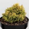 Cryptomeria Japonica Twinkle Toes -MAO PLANTES Magasin cryptomeria japonica twinkle toes 100479 1