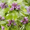 Daphne Odora Sweet Amethyst - Daphné Odorant -MAO PLANTES Magasin daphne odora sweet amethyst 85494 3