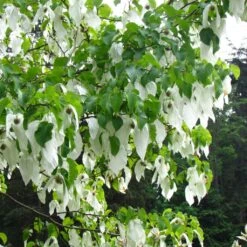 Arbre Aux Mouchoirs - Davidia Involucrata Var. Vilmoriniana