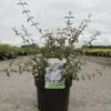 Deutzia Monbeigii -MAO PLANTES Magasin deutzia monbeigii arbustes 100487 1
