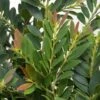 Distylium Coppertone -MAO PLANTES Magasin distylium coppertone 87382 1