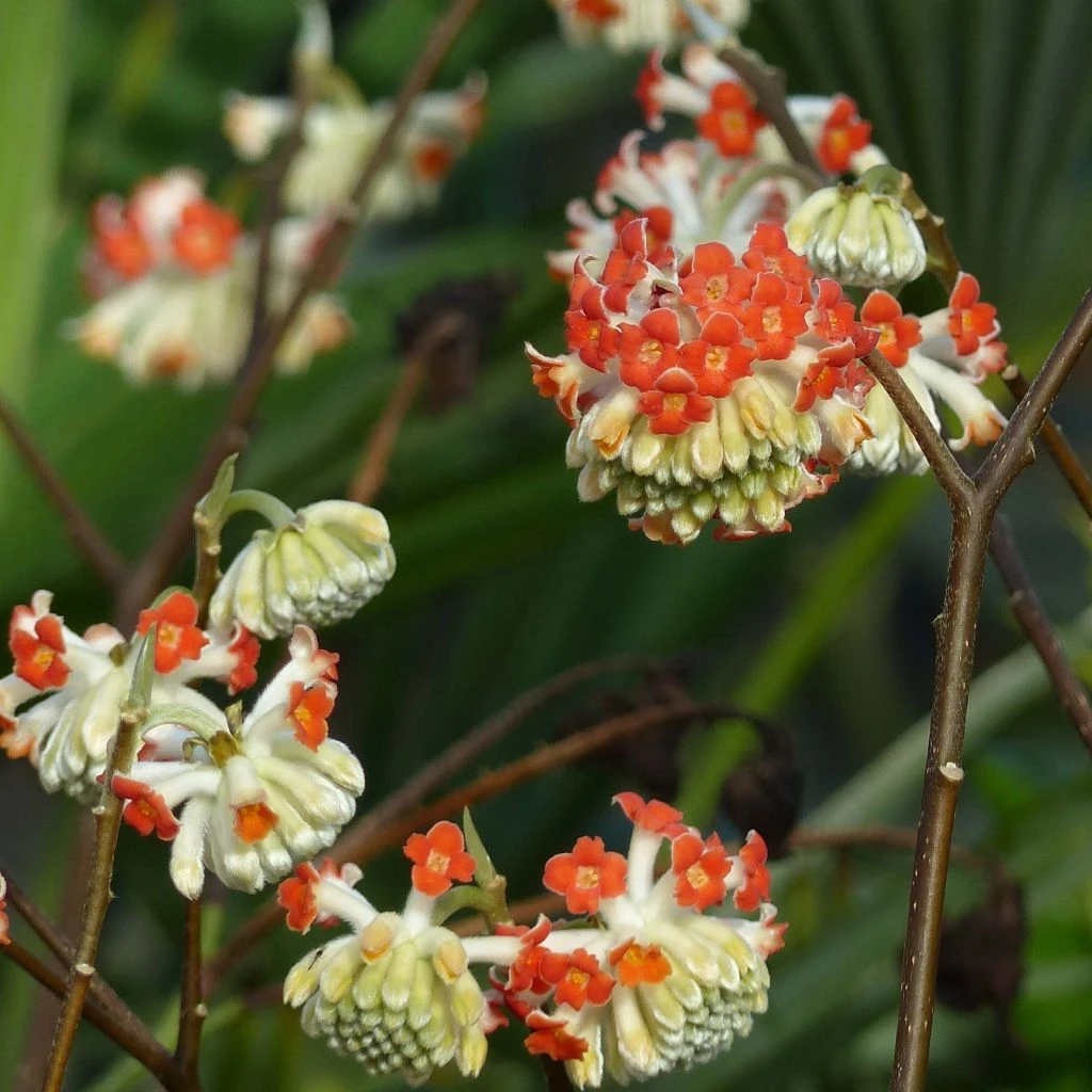 Edgeworthia Chrysantha Red Dragon Akebono - Arbre à Papier 3 Edgeworthia Chrysantha Red Dragon Akebono - Arbre à Papier