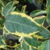Elaeagnus Ebbingei Gilt Edge - Chalef -MAO PLANTES Magasin elaeagnus ebb Gilt Edge 7908 1