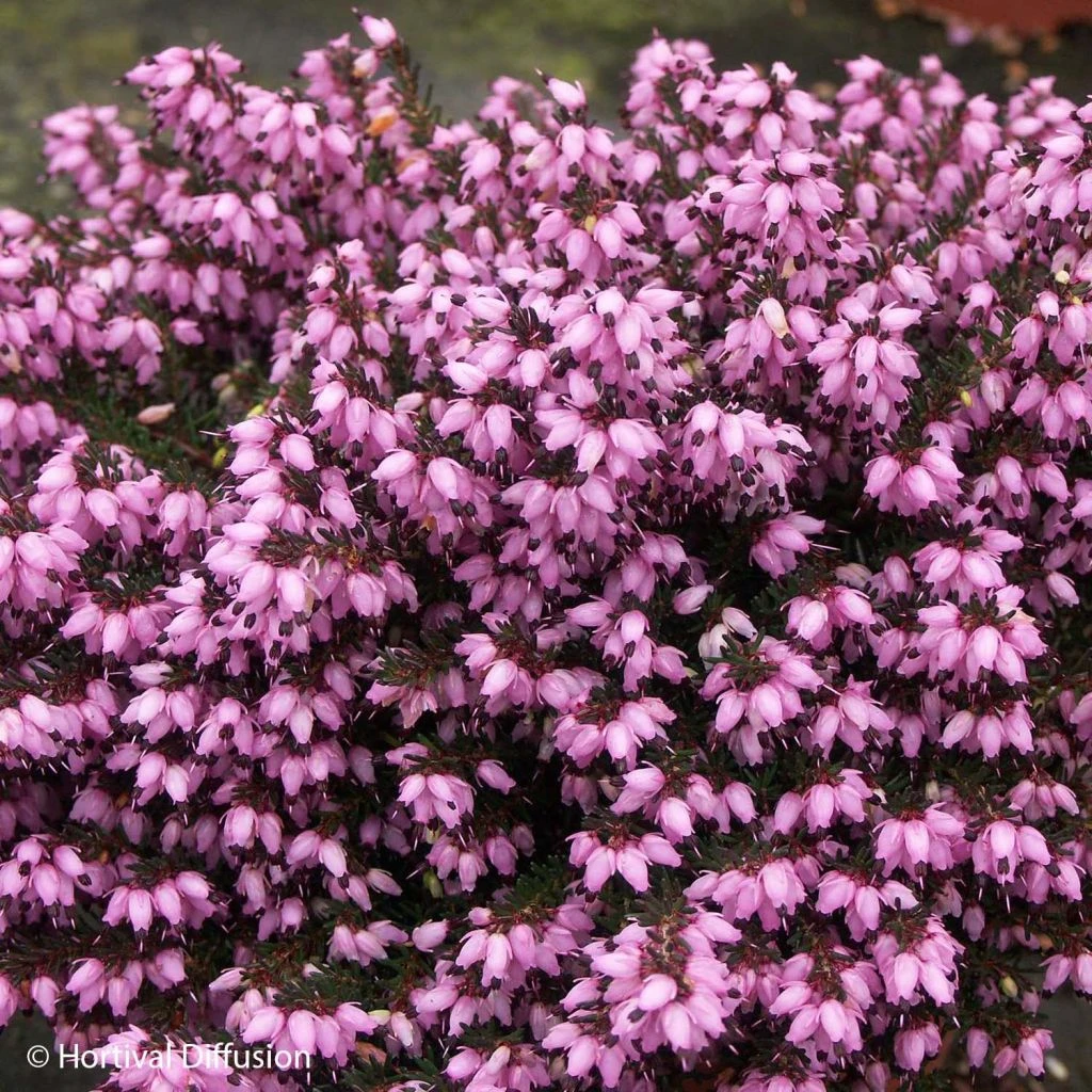 Erica Darleyensis Tyann - Bruyère D'hiver 3 Erica Darleyensis Tyann - Bruyère D'hiver