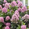 Escallonia Pink Elle -MAO PLANTES Magasin escallonia pink elle 83728 1