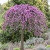 Gainier Du Canada - Cercis Canadensis Cascading Hearts -MAO PLANTES Magasin gainier du canada cascading hearts 22857
