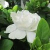 Gardenia Jasminoides Crown Jewel - Jasmin Du Cap -MAO PLANTES Magasin gardenia crown jewel jasmin du cap 9685 1 1