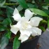 Gardenia Jasminoides Perfumed Petticoats -MAO PLANTES Magasin gardenia jasminoides perfumed petticoats 83325 1