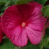 Hibiscus Moscheutos Rose - Hibiscus Des Marais -MAO PLANTES Magasin hibiscus moscheutos rose hibiscus des marais 83346 1 1 1