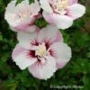 Hibiscus Syriacus Pinky Spot - Althéa Rose 1 Hibiscus Syriacus Pinky Spot - Althéa Rose -MAO PLANTES Magasin hibiscus pinky spot 9543 1