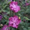 Hibiscus Syriacus Purple Ruffles - Althea Double Pourpre -MAO PLANTES Magasin hibiscus syriacus Purple Ruffles 81392 1