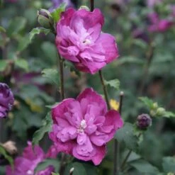 Hibiscus Syriacus Purple Ruffles - Althea Double Pourpre