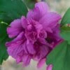 Hibiscus Syriacus Freedom - Althéa -MAO PLANTES Magasin hibiscus syriacus freedom 9545 1 1