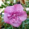 Hibiscus Syriacus Magenta Chiffon - Althea Double Rose Pourpre Vif -MAO PLANTES Magasin hibiscus syriacus magenta chiffon 83145 1