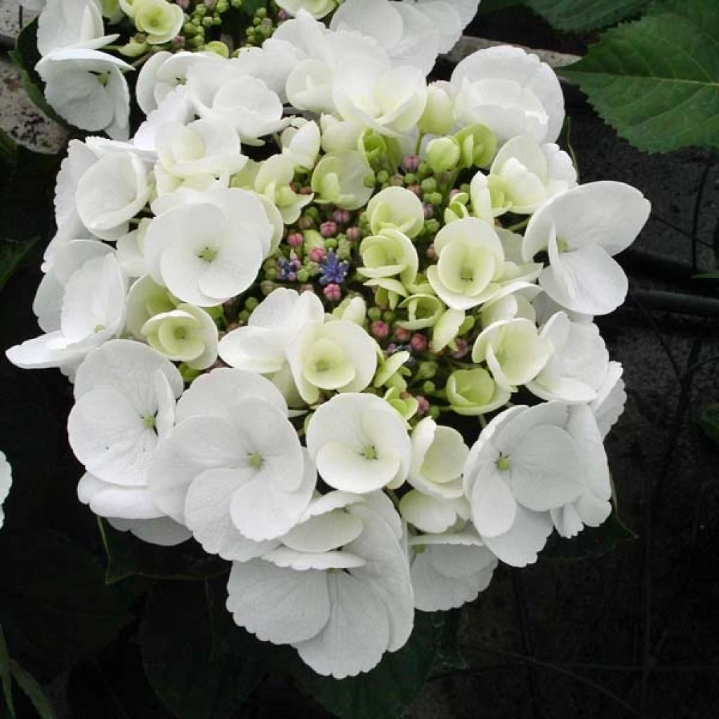 Hortensia - Hydrangea Macrophylla Libelle (Teller White) 3 Hortensia - Hydrangea Macrophylla Libelle (Teller White)