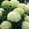 Hortensia Arborescens BellaRagazza Limetta 2 Hortensia Arborescens BellaRagazza Limetta -MAO PLANTES Magasin hortensia arborescens bellaragazza limetta copyright 17120 3