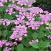 Hortensia - Hydrangea Serrata Avelroz 2 Hortensia - Hydrangea Serrata Avelroz -MAO PLANTES Magasin hortensia avelroz 67876 1