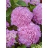 Hortensia - Hydrangea Macrophylla Big Data Pink -MAO PLANTES Magasin hortensia big data pink 23226