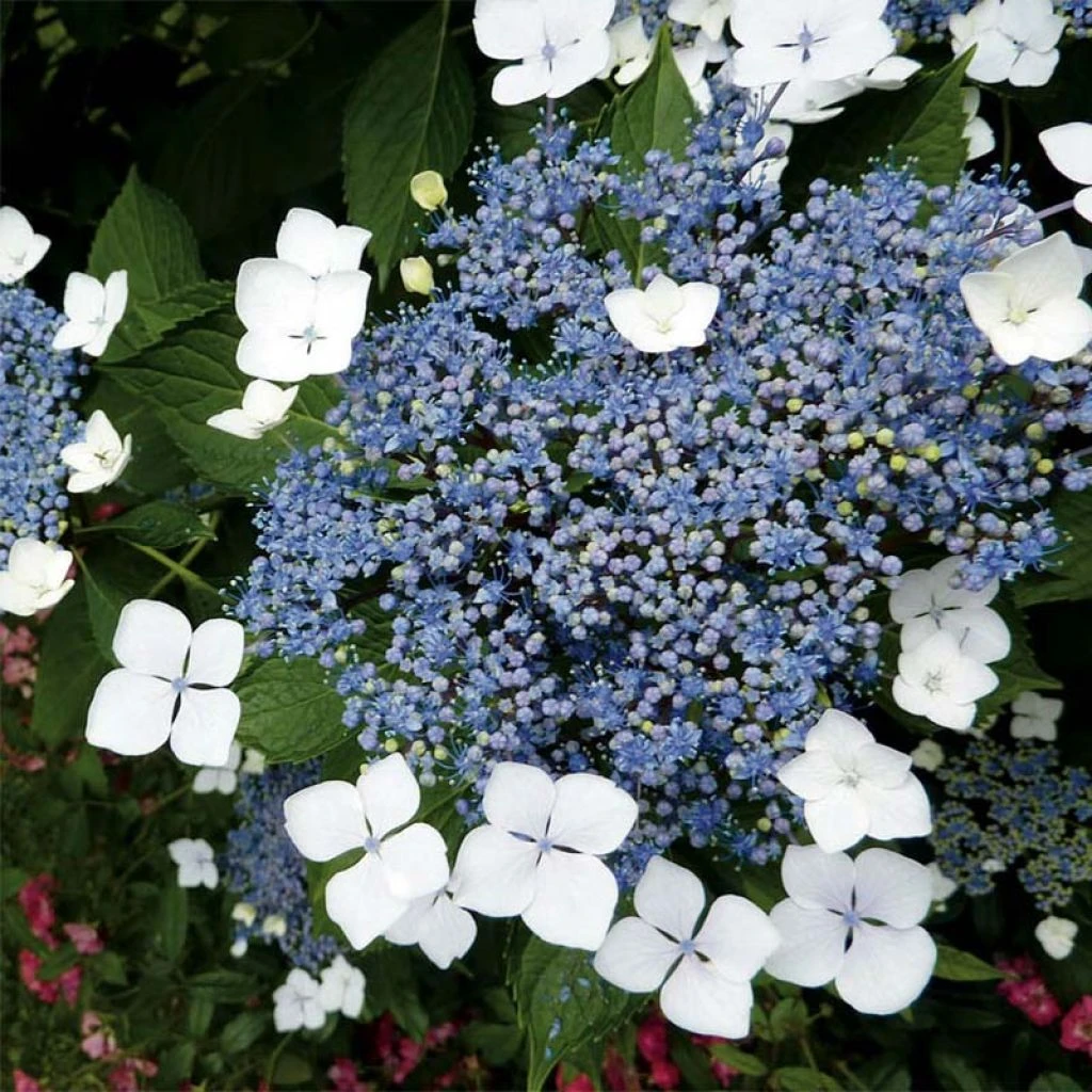 Hortensia - Hydrangea Serrata Blue Bird 3 Hortensia - Hydrangea Serrata Blue Bird