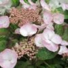 Hortensia - Hydrangea Macrophylla Dolce Gipsy -MAO PLANTES Magasin hortensia dolce gipsy 67874 1
