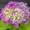 Hortensia - Hydrangea Macrophylla Flair & Flavours' Sweet Cupcake 2 Hortensia - Hydrangea Macrophylla Flair & Flavours' Sweet Cupcake -MAO PLANTES Magasin hortensia flair flavours sweet cupcake23238