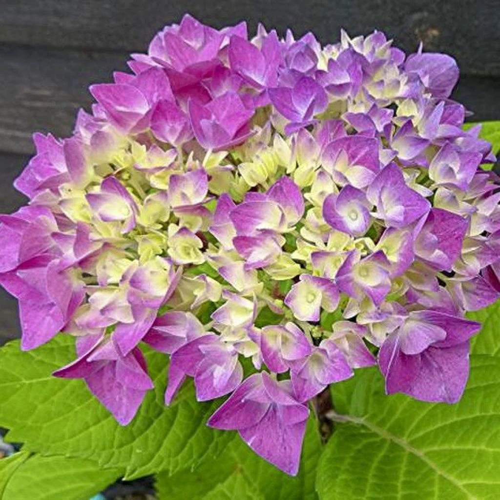 Hortensia - Hydrangea Macrophylla Flair & Flavours' Sweet Cupcake 3 Hortensia - Hydrangea Macrophylla Flair & Flavours' Sweet Cupcake