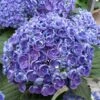 Hortensia - Hydrangea Macrophylla Hovaria Hopcorn -MAO PLANTES Magasin hortensia hovaria hopcorn 67820 1