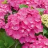 Hortensia - Hydrangea Macrophylla Leuchtfeuer -MAO PLANTES Magasin hortensia leuchtfeuer 80063 1