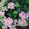 Hortensia - Hydrangea Serrata Precioza -MAO PLANTES Magasin hortensia serrata precioza 67847 1