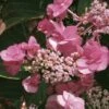 Hortensia - Hydrangea Serrata Santiago 2 Hortensia - Hydrangea Serrata Santiago -MAO PLANTES Magasin hortensia serrata santiago 67871 1